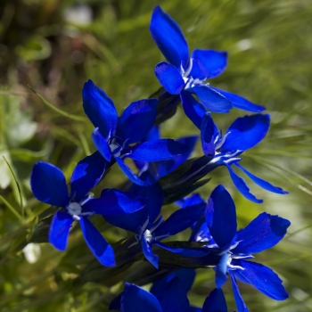 gentiana-verna