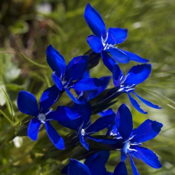 gentiana-verna