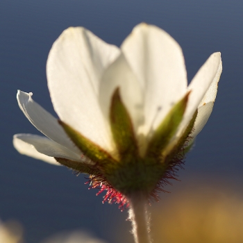 en-vacker-och-vanligt-förekommande-alpblomma